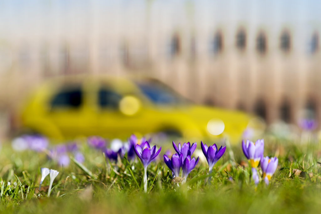 spring flowers and blurred car