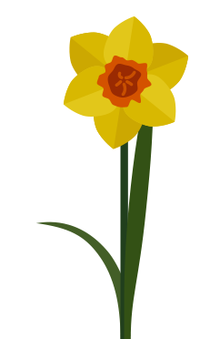 yellow daffodil
