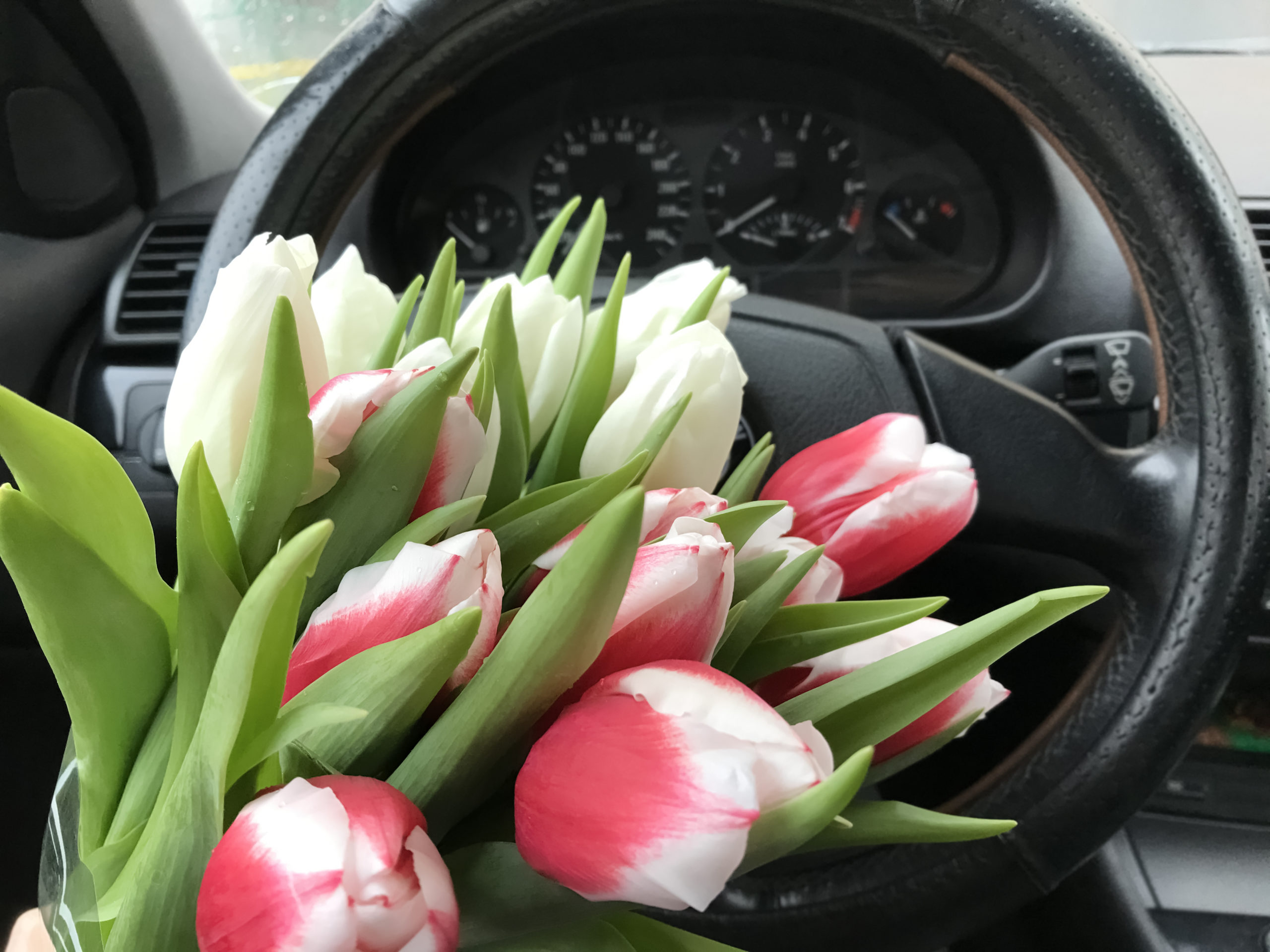 Red and white bouquet of tulips in the car against the background of the steering wheel and dashboard